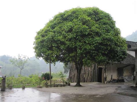 門前種芙蓉|庭院风水：门前屋后种树有讲究